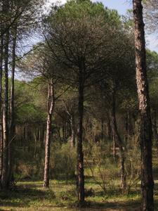  mesa tree spain