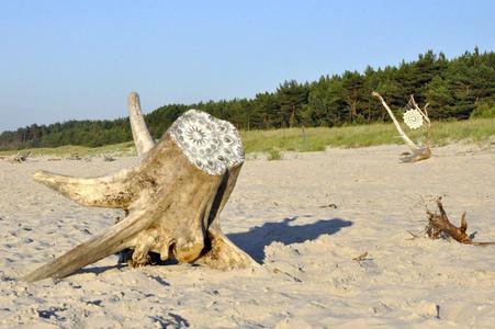  nespoon beach tree poland