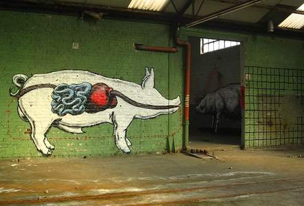  roa pig belgium