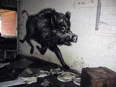  roa boar belgium