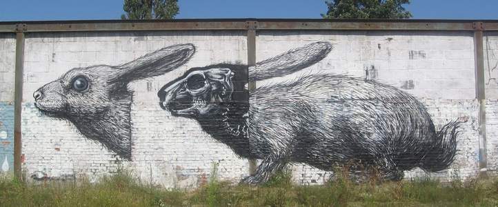  roa rabbit belgium