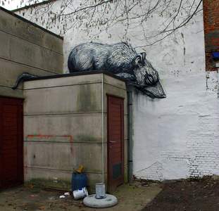  roa rat belgium