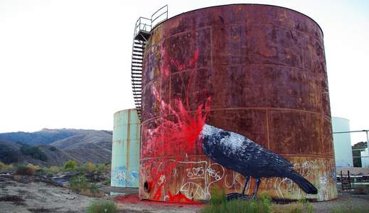  roa pigeon california