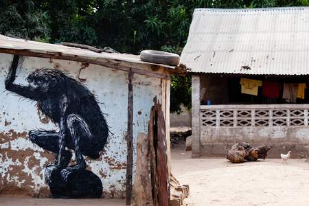  roa gambia monkey africa various