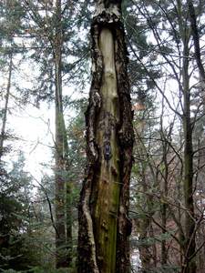  zonenkinder tree germany