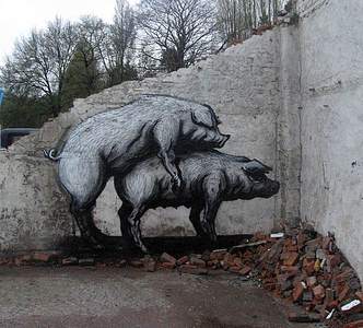  roa pig belgium