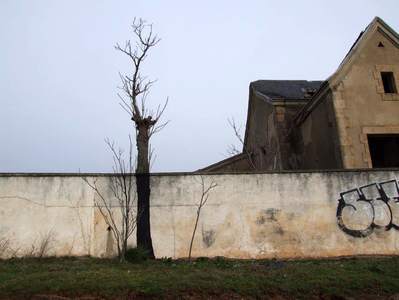  pablo-s-herrero tree salamanca spain