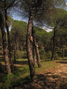  mesa tree spain