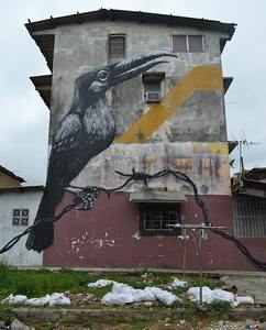 bird big roa panama south-america