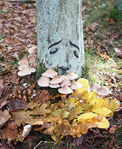 germany tree zonenkinder contextual-face